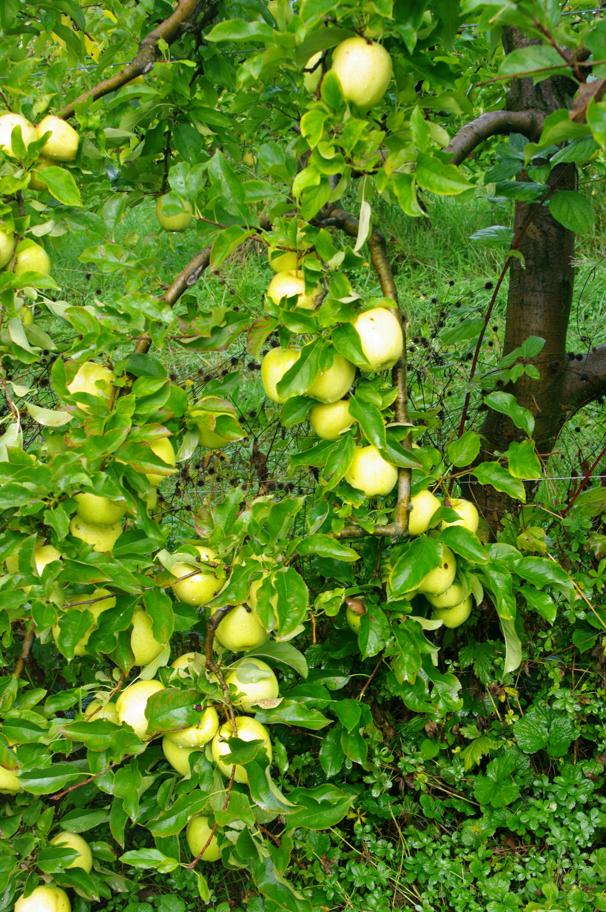 Pommes du verger